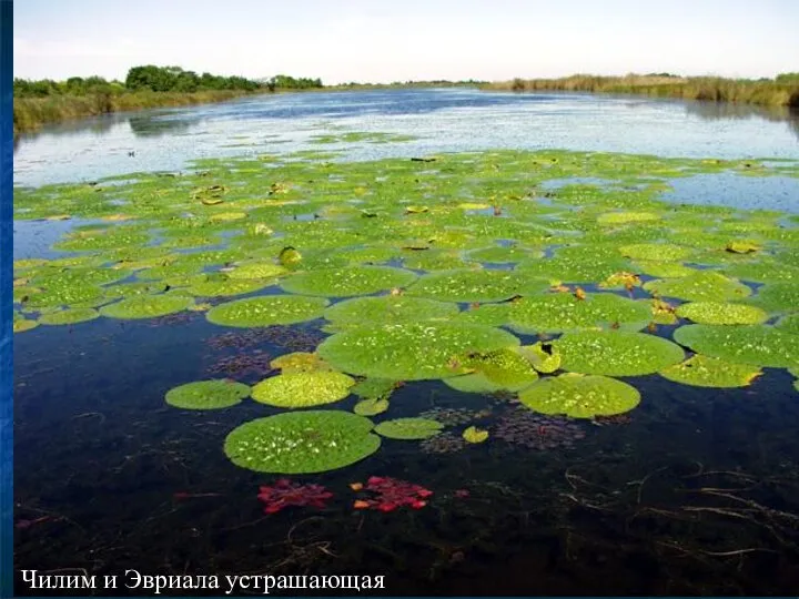 Чилим и Эвриала устрашающая