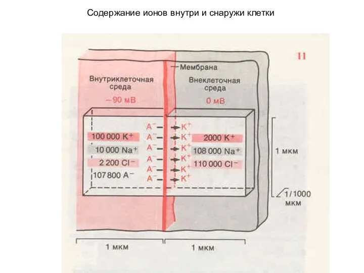 Содержание ионов внутри и снаружи клетки