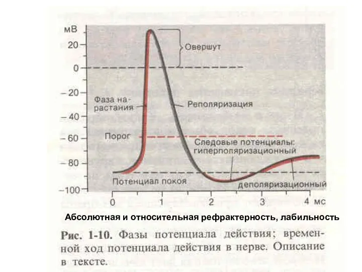 Абсолютная и относительная рефрактерность, лабильность