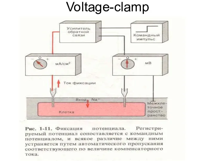 Voltage-clamp