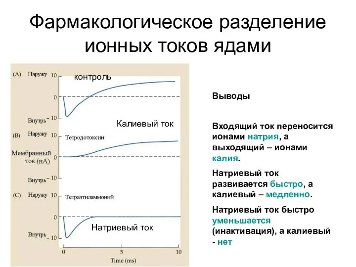 Фармакологическое разделение ионных токов ядами контроль Калиевый ток Натриевый ток Выводы