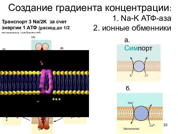Создание градиента концентрации: 1. Na-K АТФ-аза 2. ионные обменники Транспорт 3
