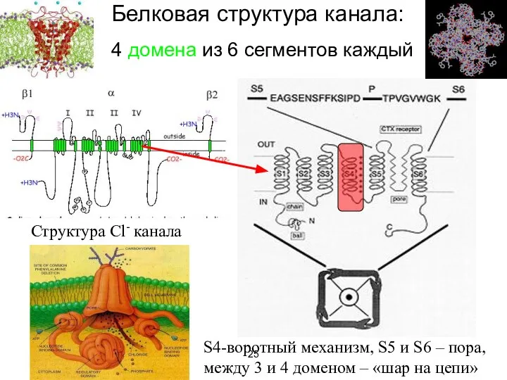 Белковая структура канала: 4 домена из 6 сегментов каждый Структура Cl-