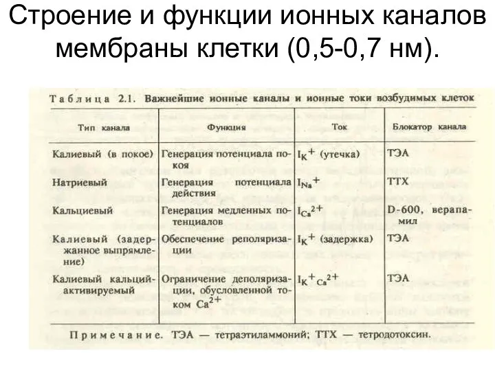 Строение и функции ионных каналов мембраны клетки (0,5-0,7 нм).