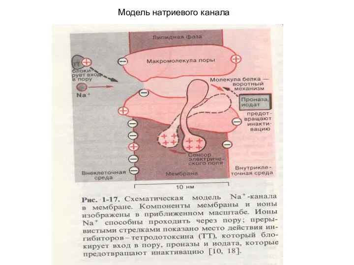 Модель натриевого канала