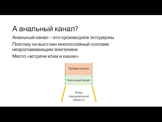 А анальный канал? Анальный канал – это производное эктодермы Поэтому он