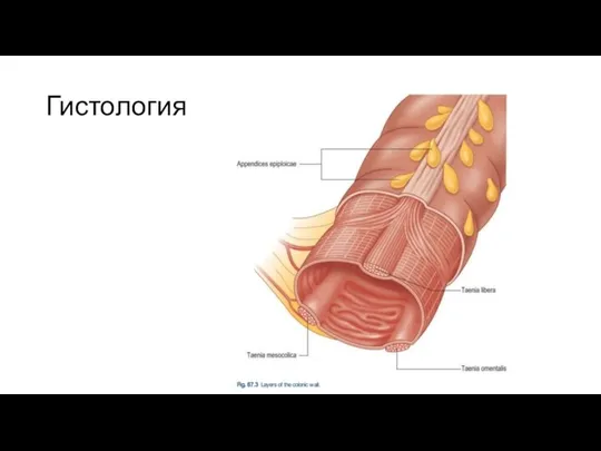 Гистология