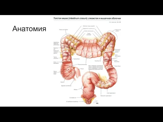 Анатомия