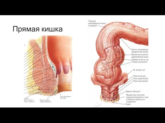 Прямая кишка