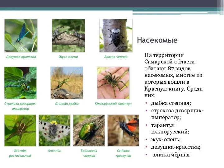 Насекомые На территории Самарской области обитают 87 видов насекомых, многие из
