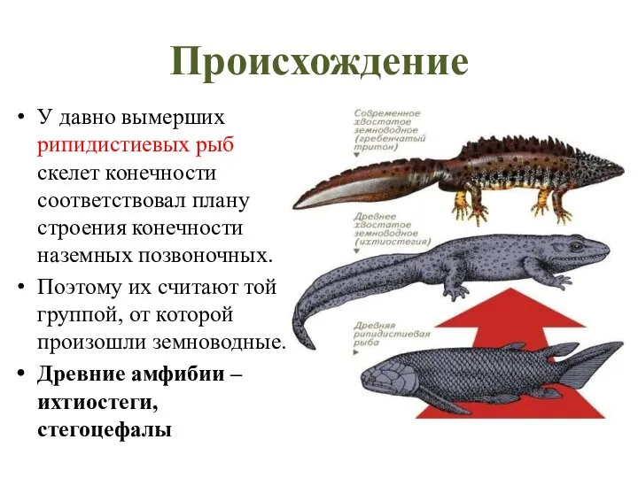 Происхождение У давно вымерших рипидистиевых рыб скелет конечности соответствовал плану строения