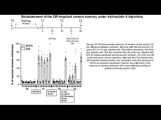 Reinstatement of the ZIP-impaired context memory under trichostatin A injections Groups