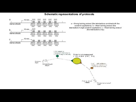 Schematic representations of protocols a – Strong training protocol (five tetanizations