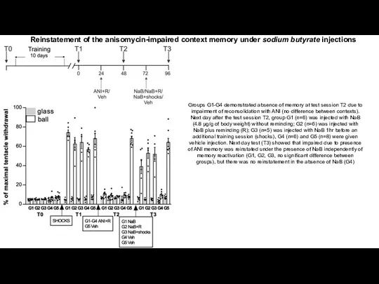 Reinstatement of the anisomycin-impaired context memory under sodium butyrate injections Groups