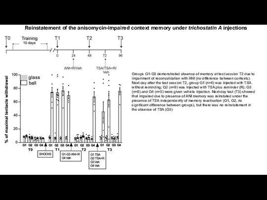 Reinstatement of the anisomycin-impaired context memory under trichostatin A injections Groups