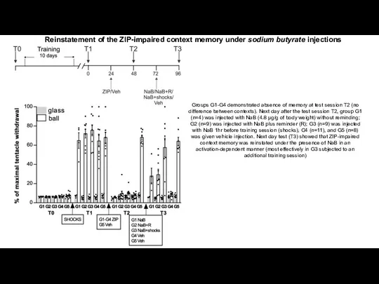 Reinstatement of the ZIP-impaired context memory under sodium butyrate injections Groups