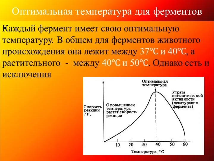 Оптимальная температура для ферментов