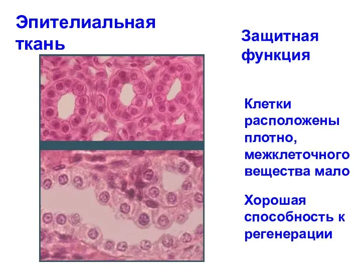 Эпителиальная ткань Защитная функция Клетки расположены плотно, межклеточного вещества мало Хорошая способность к регенерации