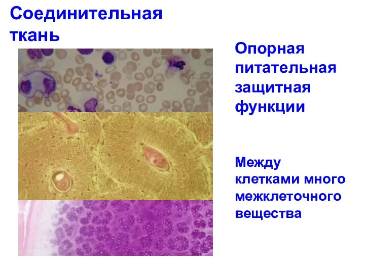 Соединительная ткань Опорная питательная защитная функции Между клетками много межклеточного вещества