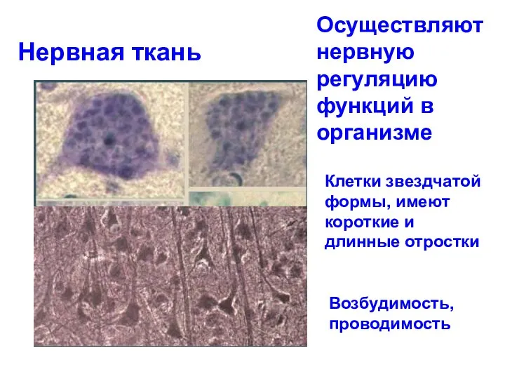 Нервная ткань Осуществляют нервную регуляцию функций в организме Клетки звездчатой формы,