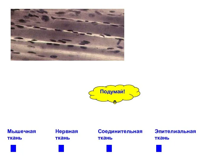 Мышечная ткань Нервная ткань Соединительная ткань Эпителиальная ткань Подумай!