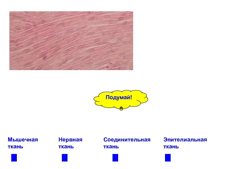 Мышечная ткань Нервная ткань Соединительная ткань Эпителиальная ткань Подумай!