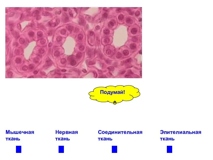 Эпителиальная ткань Нервная ткань Соединительная ткань Мышечная ткань Подумай!