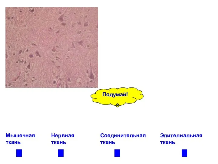 Нервная ткань Эпителиальная ткань Соединительная ткань Мышечная ткань Подумай!