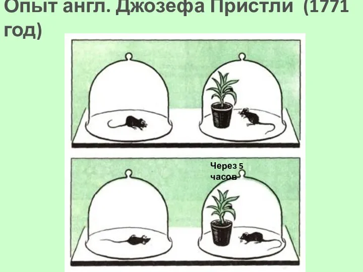 Опыт англ. Джозефа Пристли (1771 год) Через 5 часов