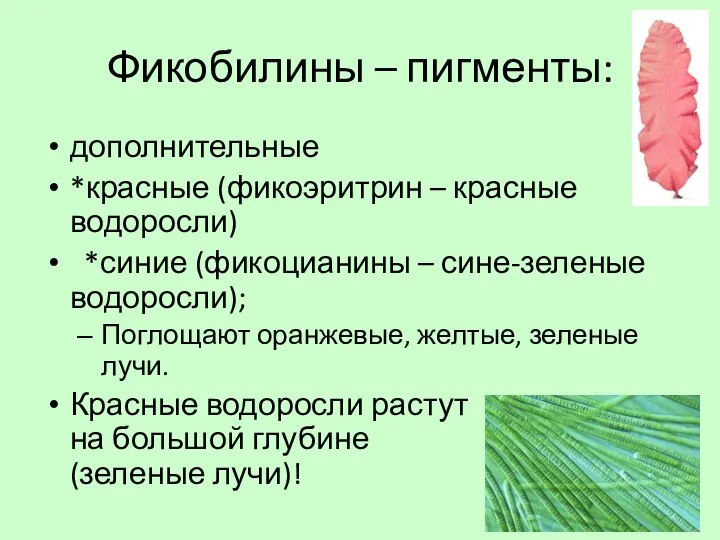 Фикобилины – пигменты: дополнительные *красные (фикоэритрин – красные водоросли) *синие (фикоцианины