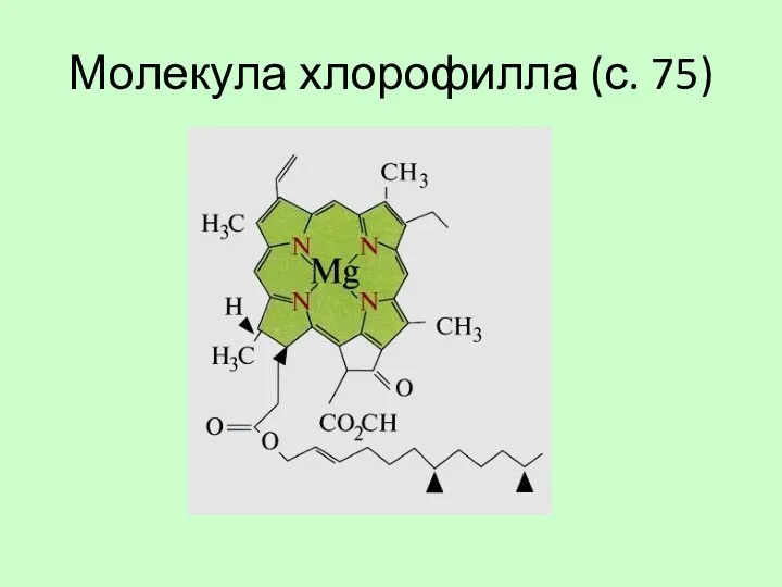 Молекула хлорофилла (с. 75)