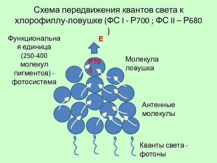 Схема передвижения квантов света к хлорофиллу-ловушке (ФС I - Р700 ;