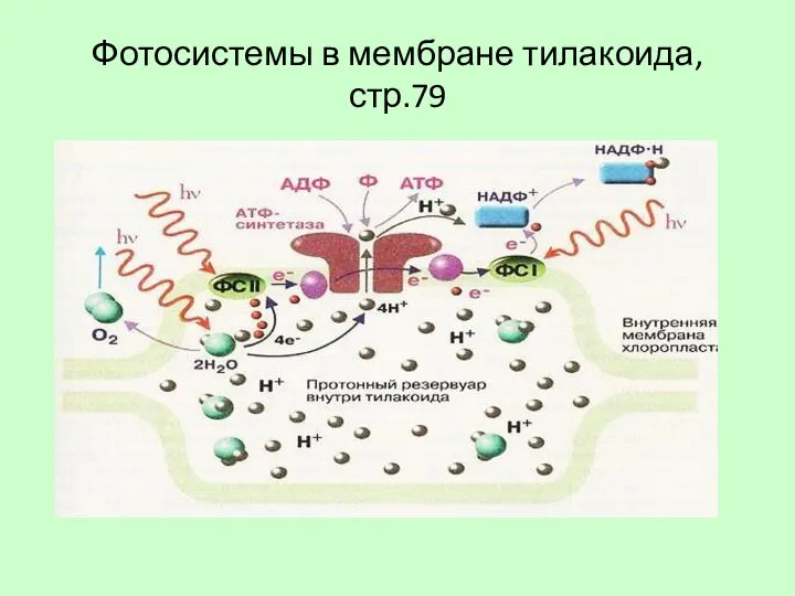 Фотосистемы в мембране тилакоида, стр.79