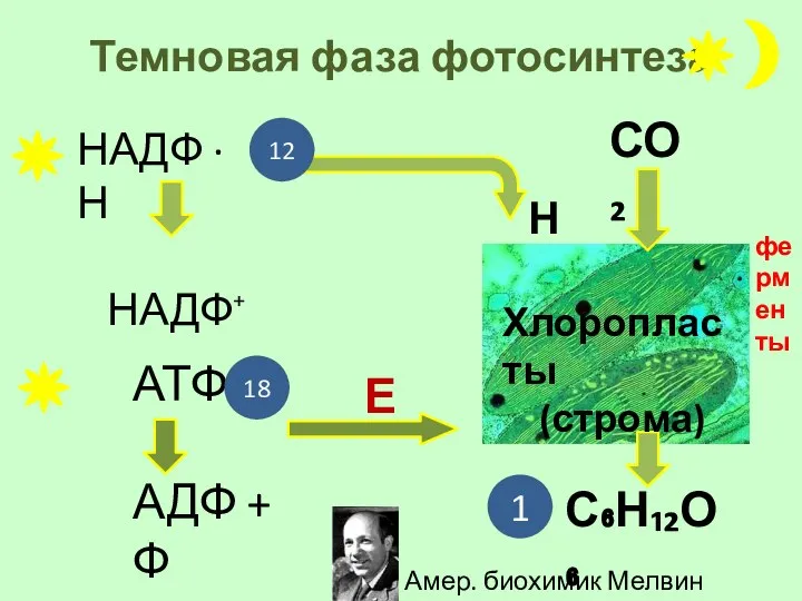 Темновая фаза фотосинтеза НАДФ ∙ Н НАДФ⁺ АТФ АДФ + Ф