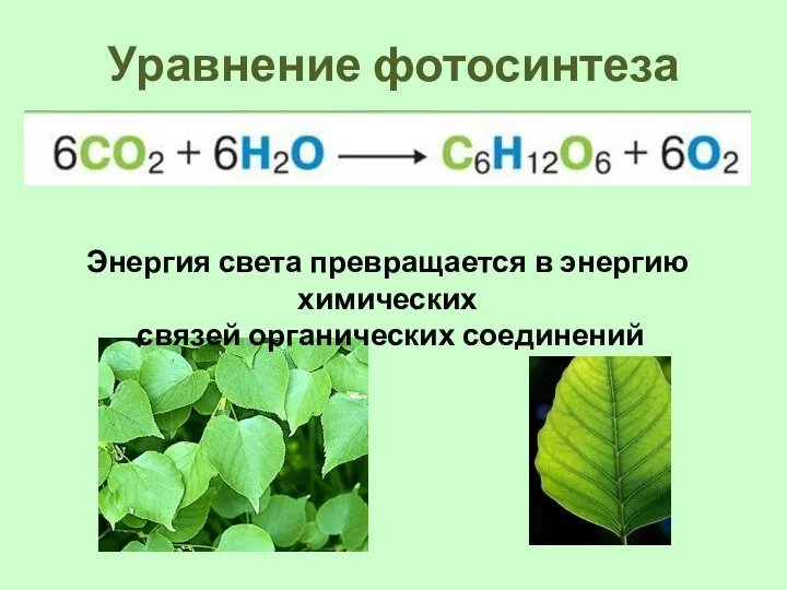 Уравнение фотосинтеза Энергия света превращается в энергию химических связей органических соединений