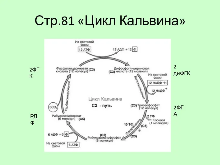 Стр.81 «Цикл Кальвина» 2ФГК 2 диФГК 2ФГА РДФ