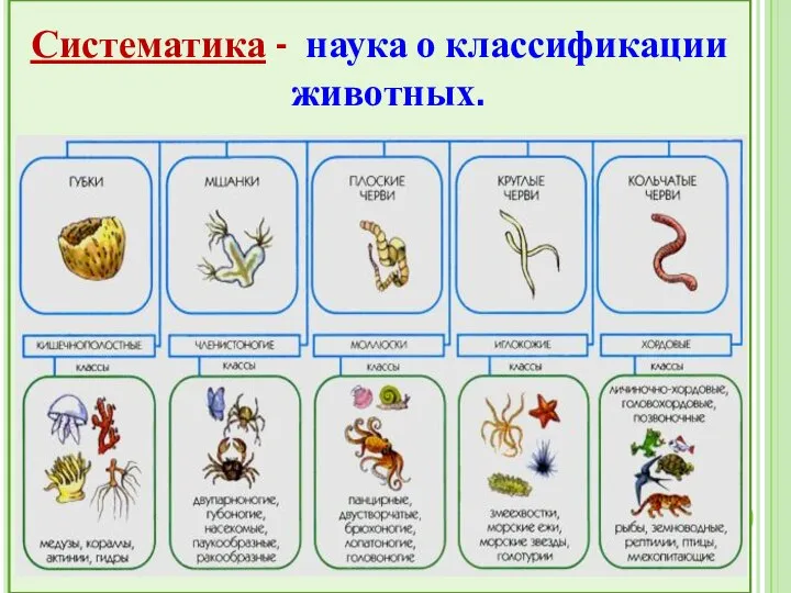 - наука о классификации животных Систематика - наука о классификации животных.