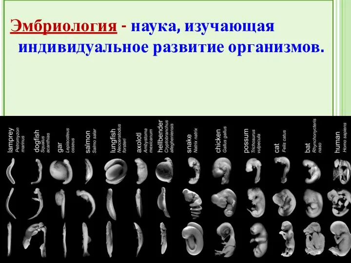 Эмбриология - наука, изучающая индивидуальное развитие организмов.