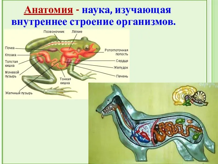 Анатомия - наука, изучающая внутреннее строение организмов.