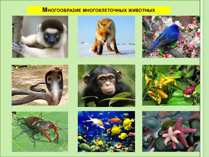 Многообразие многоклеточных животных