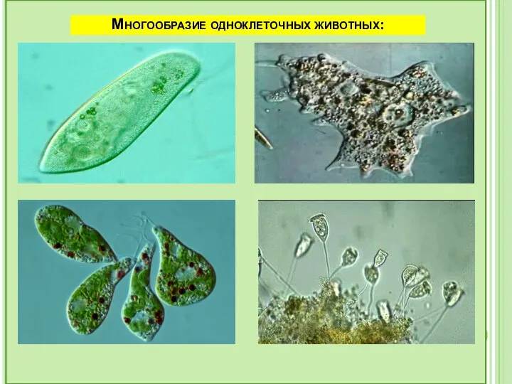 Многообразие одноклеточных животных: