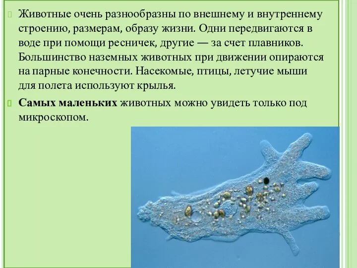 Животные очень разнообразны по внешнему и внутреннему строению, размерам, образу жизни.