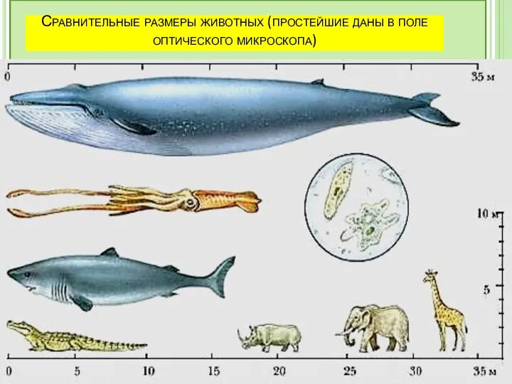 Сравнительные размеры животных (простейшие даны в поле оптического микроскопа)