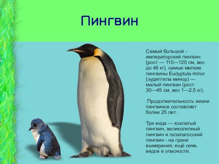 Пингвин Самый большой - императорский пингвин (рост — 110—120 см, вес