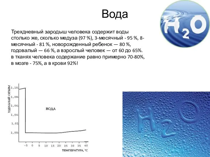 Вода Трехдневный зародыш человека содержит воды столько же, сколько медуза (97