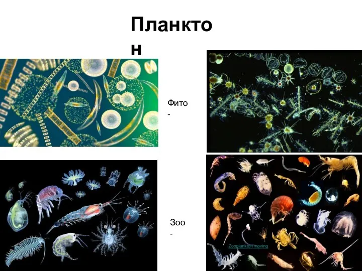 Планктон Фито- Зоо-