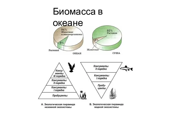 Биомасса в океане