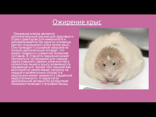 Ожирение крыс Ожирение всегда является дополнительным риском для здоровья и стресс-фактором