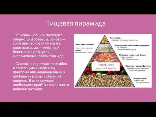 Пищевая пирамида Крысиный рацион выглядит следующим образом: основа — корм или