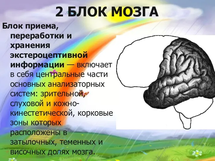 2 БЛОК МОЗГА Блок приема, переработки и хранения экстероцептивной информации —